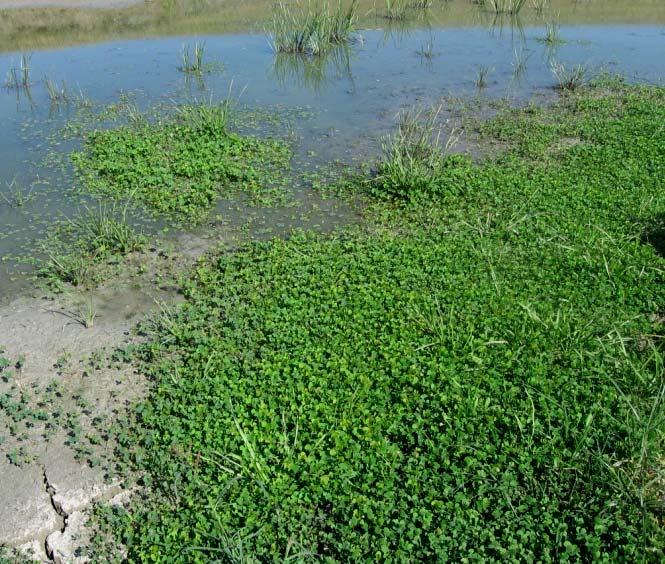 marsiletosum quadrifoliae subass. nova konstatovane su na vodotoku Moravici, kod mosta u blizini naselja Margite. Na ovom delu korito je prošireno i plitko (sl. 55).