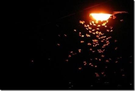 Prema [57] tri su moguća scenarija ponašanja kukaca u blizini umjetnih izvora svjetlosti: 1. Smrt uzrokovana doticajem vrućeg balona lampe, let do iznemoglosti oko izvora svjetlosti.