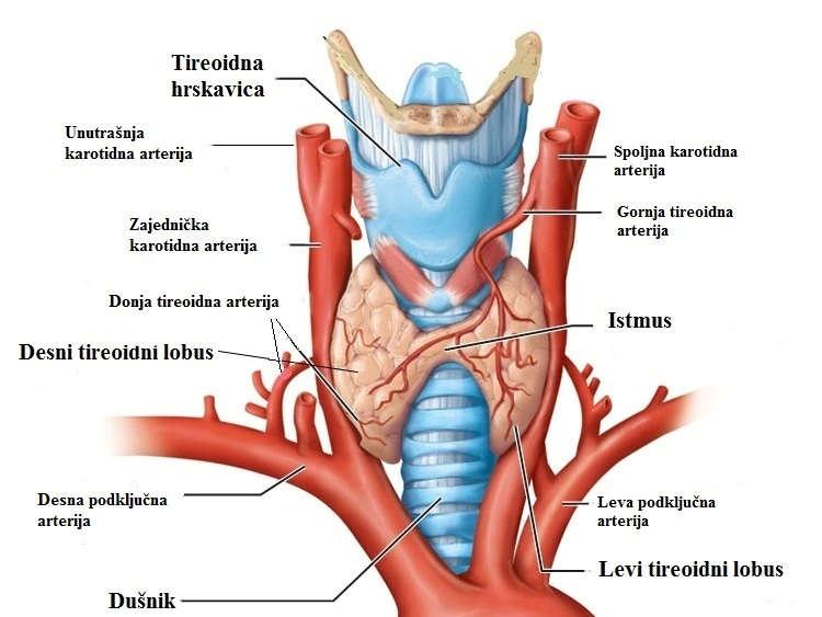 1. UVOD 1.1. Štitasta žlezda: kratak pregled građe i funkcije Štitasta (tireoidna) žlezda ili tireoidea predstavlja jedan od najvažnijih endokrinih organa u organizmu.