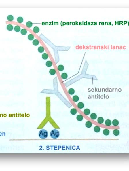 2019). Polimer ne sadrži avidin ili biotin, tako da je nespecifično bojenje koje je rezultat endogene aktivnosti biotina značajno smanjeno ili eliminisano. Slika 3.1. Šematski prikaz dvostepene indirektne IHC tehnike sa polimernim lancem obeleženim peroksidazom rena (modifikovano iz Sanderson i sar.