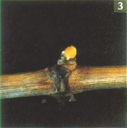 Rast lastara je intenzivan i u ovoj ranoj fazi lastari dnevno mogu izrasti i do 10 cm.