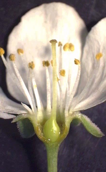 Cvijet Cvijet je kratki dio izdanka ograničena rasta, koji nosi organe namjenjene spolnoj reprodukciji (mikrosporofile i/ili megasporofile) + sterilne dodatke (perigon, čaška, vjenčić, nektariji itd.