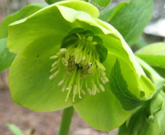 oprašivanje (polinacija) prenošenje peluda na njušku tučka (-filija) 3.