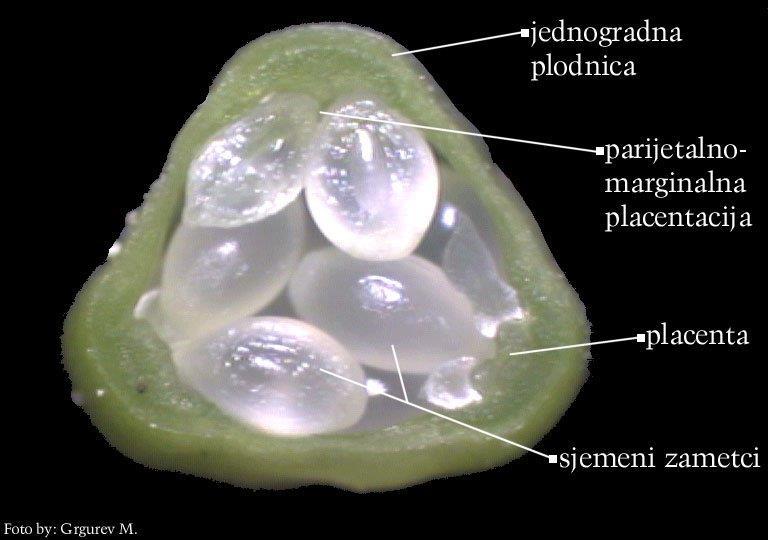 sastavljene tučkove ili cenokarpne gineceje koji mogu biti: A.