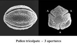 NADRED Amborellanae Nymphaeanae Austrobaileyanae Ceratophyllanae Ranunculanae Proteanae Buxanae Trochodendranae Myrothamnanae kritosjemenjače (Angiospermae) bazalne kritosjemenjače središnje