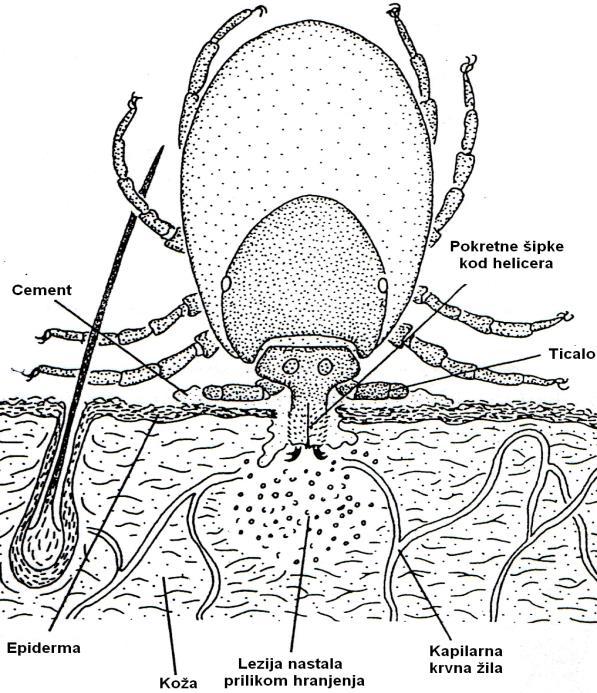 Slika 3. Hranjenje ženke krpelja por. Ixodidae na koži domaćina (Estrada-Peña i sur.