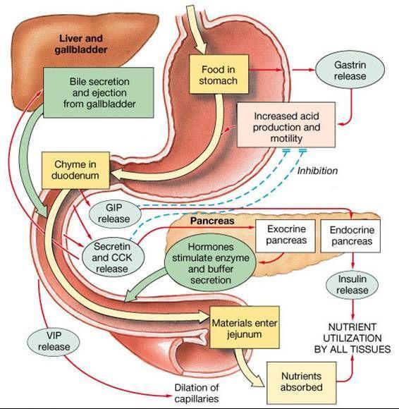 Chapter 6 Abnormalnosti Digestivnog Sistema: Gluten and Kazein, Peptidi, Sekretin, Holecistokinin, i Atrofija Pankreasa Dr Vilijam Šo Osetljivost na Glutein i Kazein Brojne studije Dohana, Rajhelta,