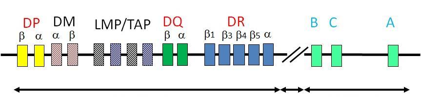 Podregija HLA-DR sadrži veći broj visoko polimorfnih beta gena (DRB) i samo jedan monomorfan ili neznatno polimorfan alfa gen (DRA) (MEHRA, 2005.). Pokazalo se da je HLA- DRB1 najpolimorfniji gen u odnosu na preostalih osam koliko ih je otkriveno u čovjeka (DOXIADIS i sur.