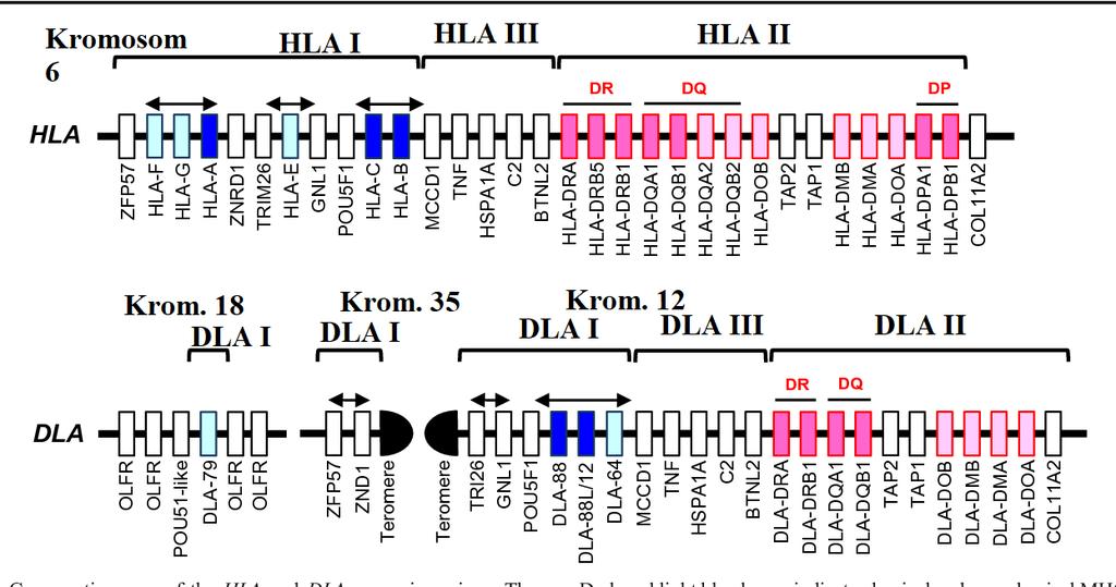 Slika 3. Komparativni prikaz genetičke strukture i genomske pozicije HLA i DLA sustava. Prilagođeno iz MIYAMAE i sur., 2017. 2.3.4.