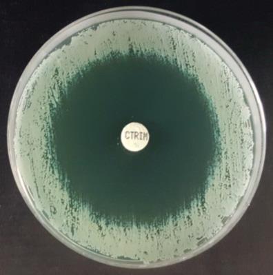 a b c Slika 3. Disk difuzijski postupak istraživanja osjetljivosti gljivice M. pachydermatis na a) mikonazol, b) itrakonazol i c) klotrimazol nakon inkubacije od 72 sata na MH-GM agaru.