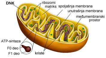 7) D, C, A, B 8) D, C, E, A, B 9) C, O, H 10) A= 20% ; C=30% 11) C 12) 3, 1, 4, 2 13) Organeli su membranom omeđene strukture u stanici, stanične strukture nemaju membrane.