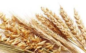 Hranljivi sastojci nisu ravnomerno raspoređeni u celom zrnu pšenice žita izvor uglj.