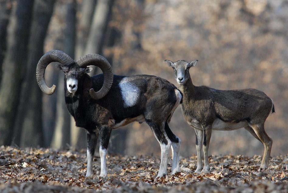 Slika 2: Mužjak i ženka europskog muflona (Ovis aries musimon Pall) Izvor: https://yandex.ru/collections/card/5a70d0b62b6482008f40996d/ Pristupljeno 22.05.