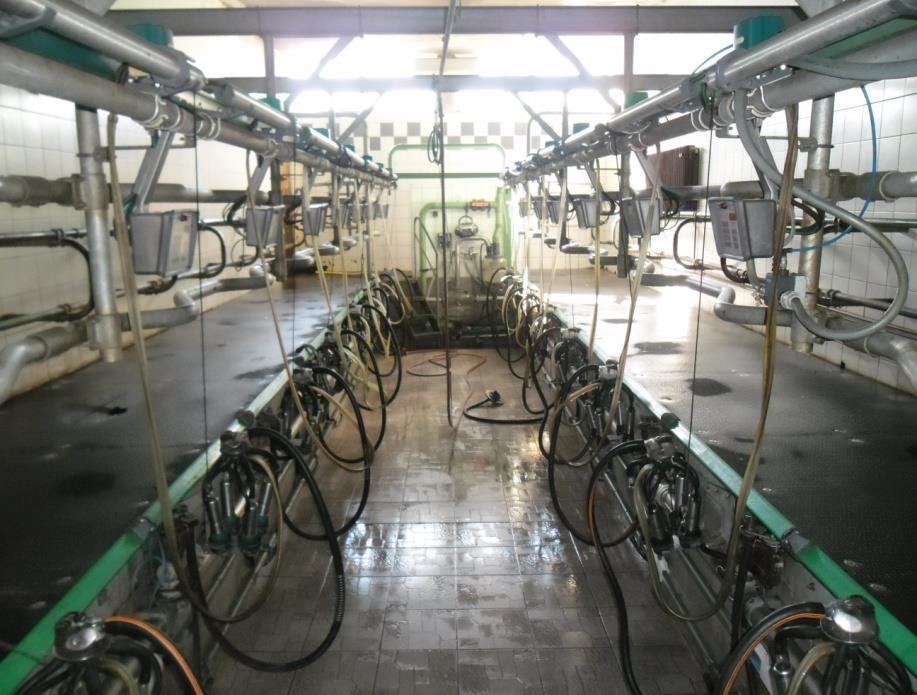 Na gospodarstvu koriste izmuzište na sistem riblja kost. Sistem se koristi 2x8 mjesta za krave. Prosječni učinak sa 2x8 mjesta iznosi oko 75 pomuženih krava/h.