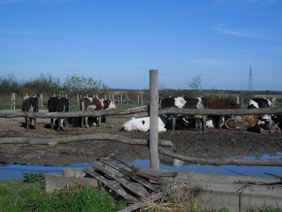 Slika 2. Slobodan način držanja krava na otvorenom Izvor:autorica Na slici 2 je prikazan slobodni način držanja koji je prikladan za farme s većim brojem krava.
