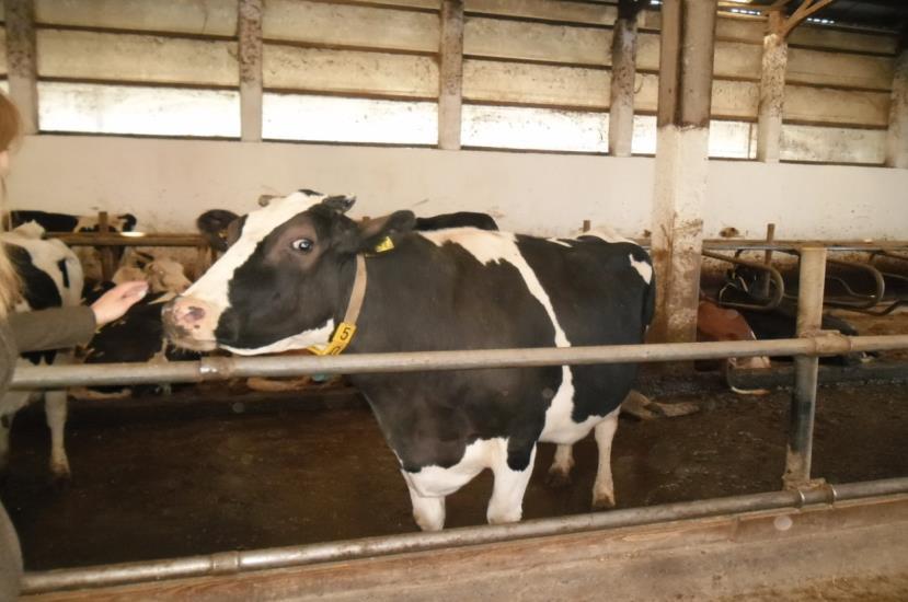 a) Holstein pasmina Holstein je srednje zrelo govedo, visoko i duboko, s izraženim i dobro vezanim vimenom.