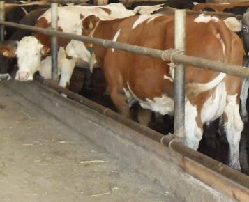 b) Simentalac pasmina Simentalska pasmina goveda jedna je od najpoznatijih kombiniranih pasmina na svijetu s dvostrukom namjenom: za proizvodnju mlijeka i za proizvodnju mesa.
