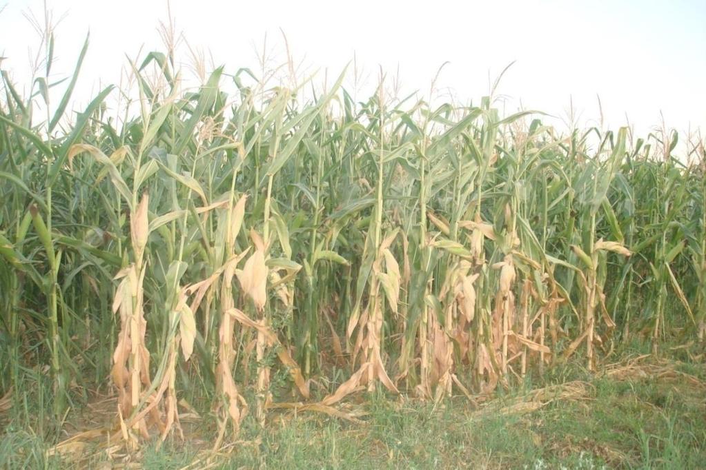4.5.1. Agrotehnika za navedene oranične usjeve Proizvodnja kukuruza Proizvodnja zrna kukuruza na OPG-u Cvitković provodi se na prosječno 10 ha, što je bio slučaj i u 2014. godini.