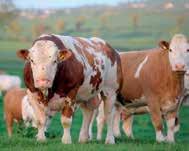KALF SUPER PREMIUM Dopunska smeša za telad Ostale smeše iz GEBI programa za preživare: ENERGOMIX MILK 1% Vitaminsko mineralni premiks za krave muzare 18 KALF SUPER PREMIUM Dopunska smeša za telad P R