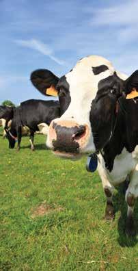 uz dodavanje žitarica prema predlogu receptura, dobiju odgovarajuće smeše, koje će zadovoljiti potrebe visokomlečnih krava muzara.