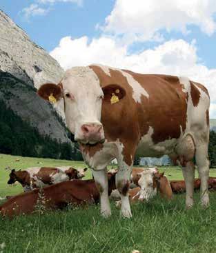 SAPLEMENT DRY Vitaminsko - mineralni premiks za visokoproduktivne muzne krave u periodu zasušenja SAPLEMENT DRY je namenjen za ishranu visokoproduktivnih krava muzara u period zasušenja i zadovoljava