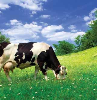Korišćenjem predloga receptura dobija se visokokvalitetna smeša koja u potpunosti zadovoljava potrebe visokoproduktivnih krava muzara.