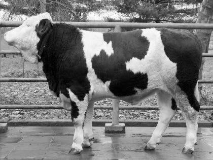 Genetsko unaprjeđenje Genetsko unaprjeđenje krava je stalni proces koji se provodi na farmi. Cilj nam je visoka proizvodnja mlijeka i proizvodnja kvalitetne teladi za tov.