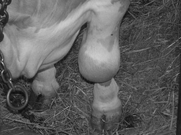 preko 80% tiho tjeralo. Obilaskom farme je utvrđeno da veliki broj krava ima manje ili veće probleme sa nogama (naročito stražnjim) odnosno da u većem ili manjem stupnju šepaju.