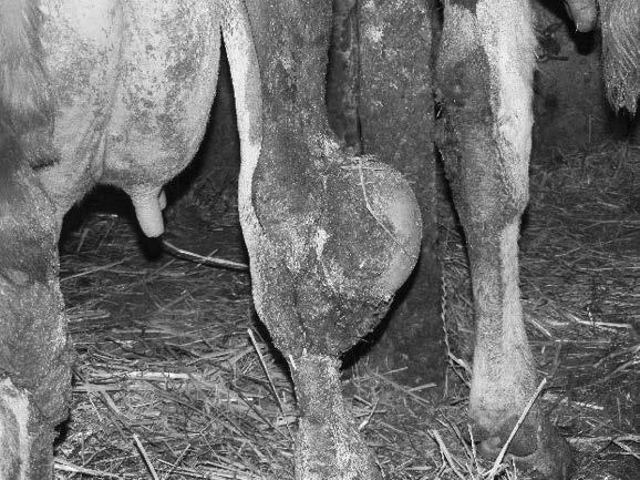 Postavlja se pitanje može li krava sa bolnosti u nogama, naročito stražnjim, ili preciznije šepava krava zaskočiti na drugu?