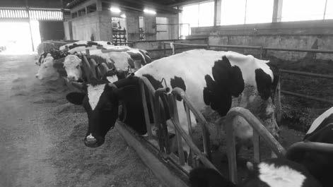 Nadalje, šepavost krava produžuje servis period i povećava rizik od pojave cisti na jajnicima naročito prvih 30 dana nakon telenja.