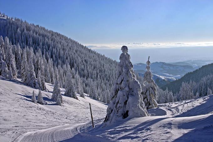 На Копаонику су присутни сви вегетацијски појасеви високих планина централног дела Балкана, који одражавају вегетацијско богатство овог подручја.