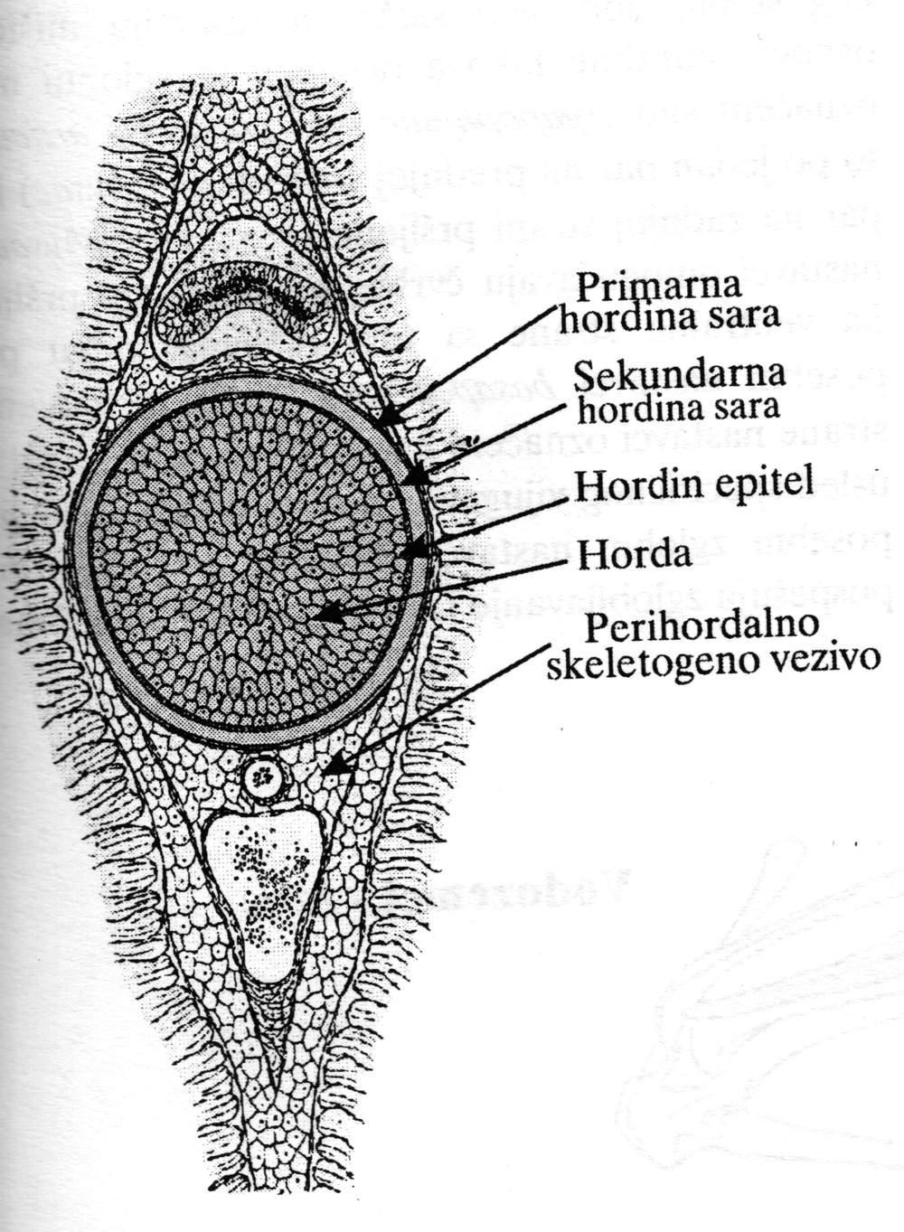 Phylum Chordata