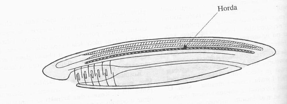 Phylum Chordata OPŠTI PLAN GRAĐE mozak nervna cev horda usta ţdrelni prorezi crevo anus 1. HORDA, skeletni organ endodermalnog porekla koji ima potpornu funkciju 2.