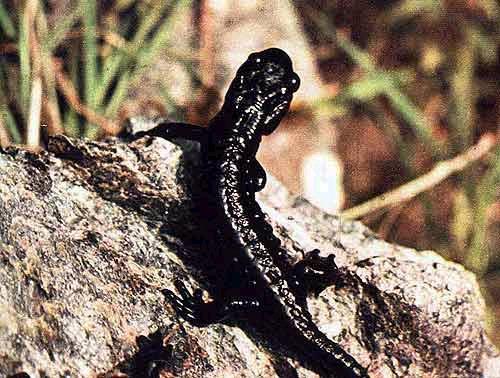 Salamandra atra