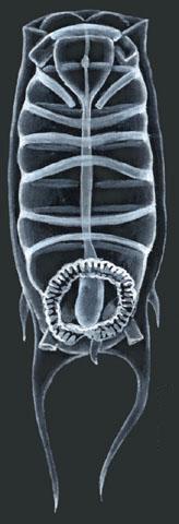 Phylum Chordata ulazni otvor