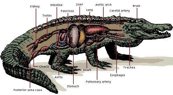 classis Reptilia OPŠTA