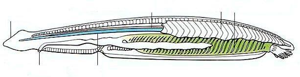 Phylum Chordata Subphylum: Cephalochordata GraĊa tela