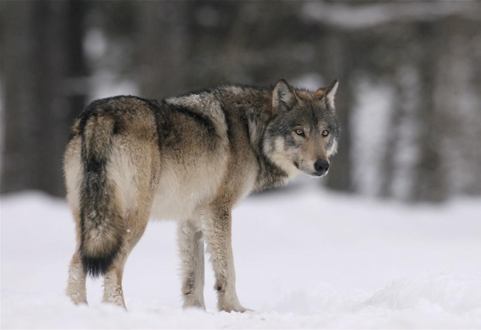 2.2. Zoologijska klasifikacija Pripadnost vuka u klasifikaciji carstva: Životinje (Animalia) je sljedeća: Koljeno: Potkoljeno: Razred: Podrazred: Nadred: Red: Natporodica: Porodica: Rod: Vrsta: