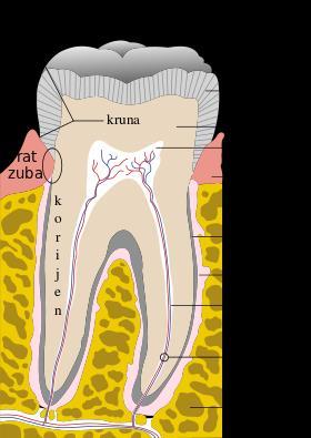 Slika 1. Građa zuba.