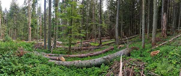 namjenom šuma, organizacionim potrebama, intenzitetom i ciljevima gazdovanja, kao i vlasničkom strukturom šuma.