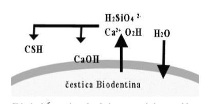 11.2. Stvrdnjavanje Biodentina i adhezija na dentin Reakcijom hidratacije započinje stvrdnjavanje materijala pri čemu se stvara kalcijev silikatni gel i kalcijev hidroksid (slika 19).