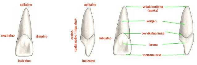 Prikaz orijentacijskih ravnina (3D lijevo, 2D desno) [2] Zubi se unutar zubnih lukova nalaze u neutralnom položaju u kojem je djelovanje svih sila izjednačeno ili približno jednako nuli.