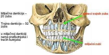 Ta tendencija naročito je izražena pri gubitku kontaktne točke gdje brzo dolazi do pomicanja zuba mezijalno ili naginjanja zuba. Vertikalnu poziciju zubi određuje njihov međusobni kontakt.