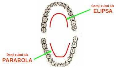 Zubi čine tzv. dentalne lukove. Gornji dentalni luk ima oblik poluelipse, a donji oblik parabole (Slika 4).