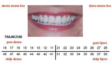 Prikaz zubnih lukova [2] Prednji zubi su sjekutići, koji sijeku hranu i očnjaci, koji kidaju hranu.