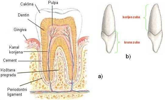 1.3 Građa zuba [1] Četiri osnovna tkiva tvore zub: caklina, dentin, cement i pulpa. Prva tri tkiva su tvrde građe, sastoje se od različitog udjela mineralnih tvari koje im daju čvrstoću.