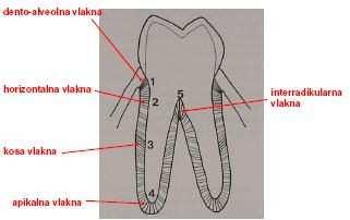 1.3.5 Potporne strukture [1] Periodontum je potporna struktura zuba koja pomaže vezati zub za okolna tkiva i time mu omogućiti osjećaj dodira i tlaka.