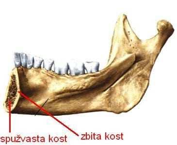 Alveolarna kost se može definirati kao koštano tkivo koje ima zadatak okružiti i učvrstiti zube.