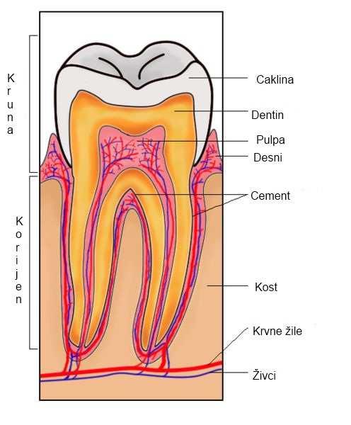 Građa kutnjaka Kruna zuba je niža u okluzo-cervikalnom pravcu u odnosu na