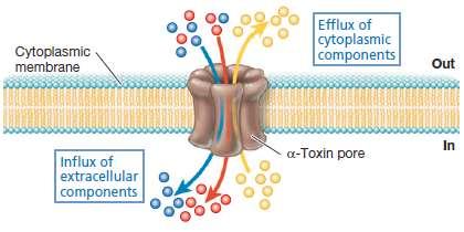 stafilokoka pravi pore u membrani kroz koje izlazi ćelijski